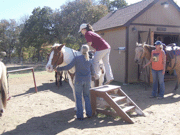 Horseback Riding - Greenhorn